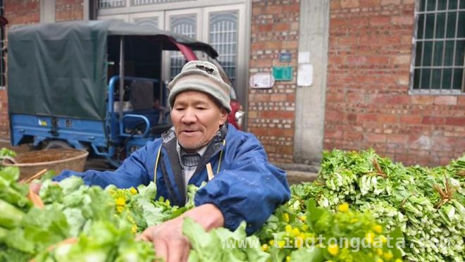 小七孔镇联山湾村：菜苔产业让村民腰包鼓起来，荔波小七孔镇菜苔丰收，村民喜笑颜开