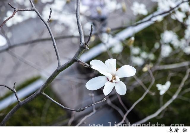邂逅申城春天，看白玉兰紫玉兰惊艳登场 浪漫申城：玉兰与东方明珠共绘春日画卷