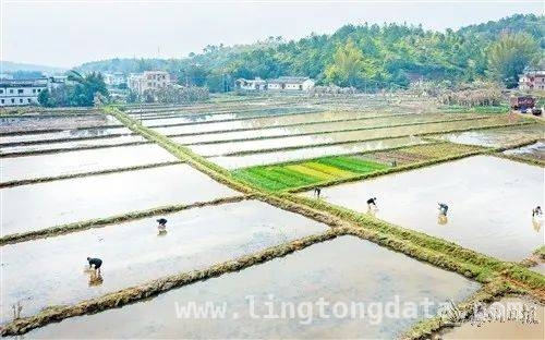从撂荒到希望：兴宁新圩湖洋田湘莲种植开启乡村新篇 兴宁市新圩镇：湘莲春种，撂荒湖洋田重获新生