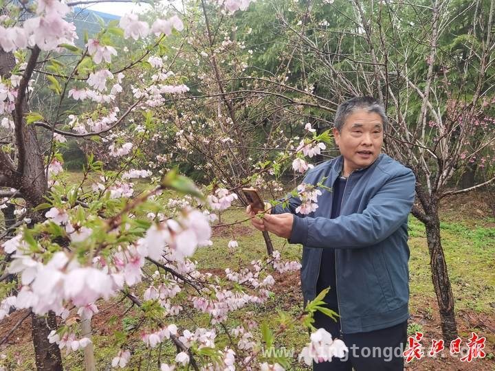 “樱花疯子”的太空樱花梦，你期待吗？，太空樱花来袭，武汉赏花新期待！