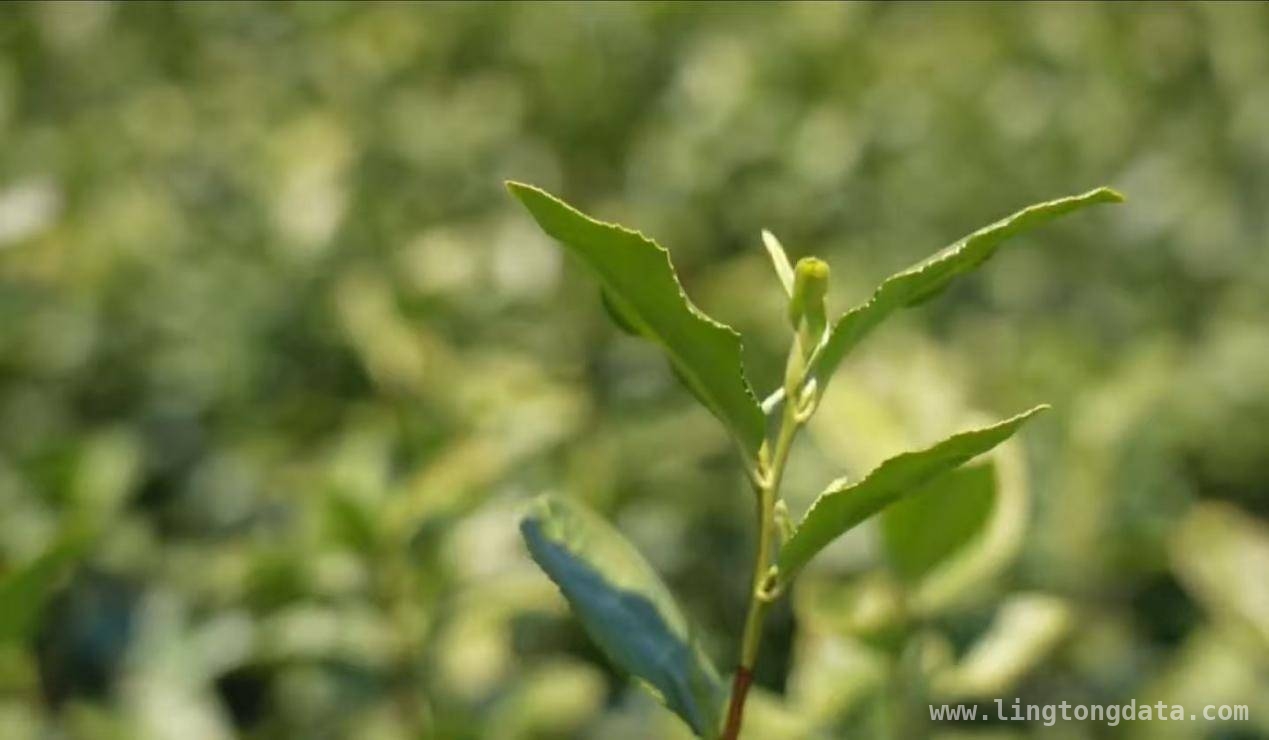 3月22日径山茶将开采，产业新方向助力未来腾飞！，径山茶3月22日正式开采，产业发展势头正猛！
