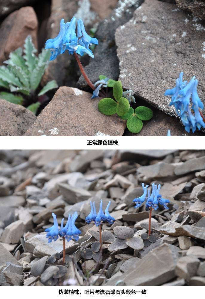半荷包紫堇：进化出“隐形斗篷”对抗天敌，兰大教授联合团队揭示高山植物防御新策略