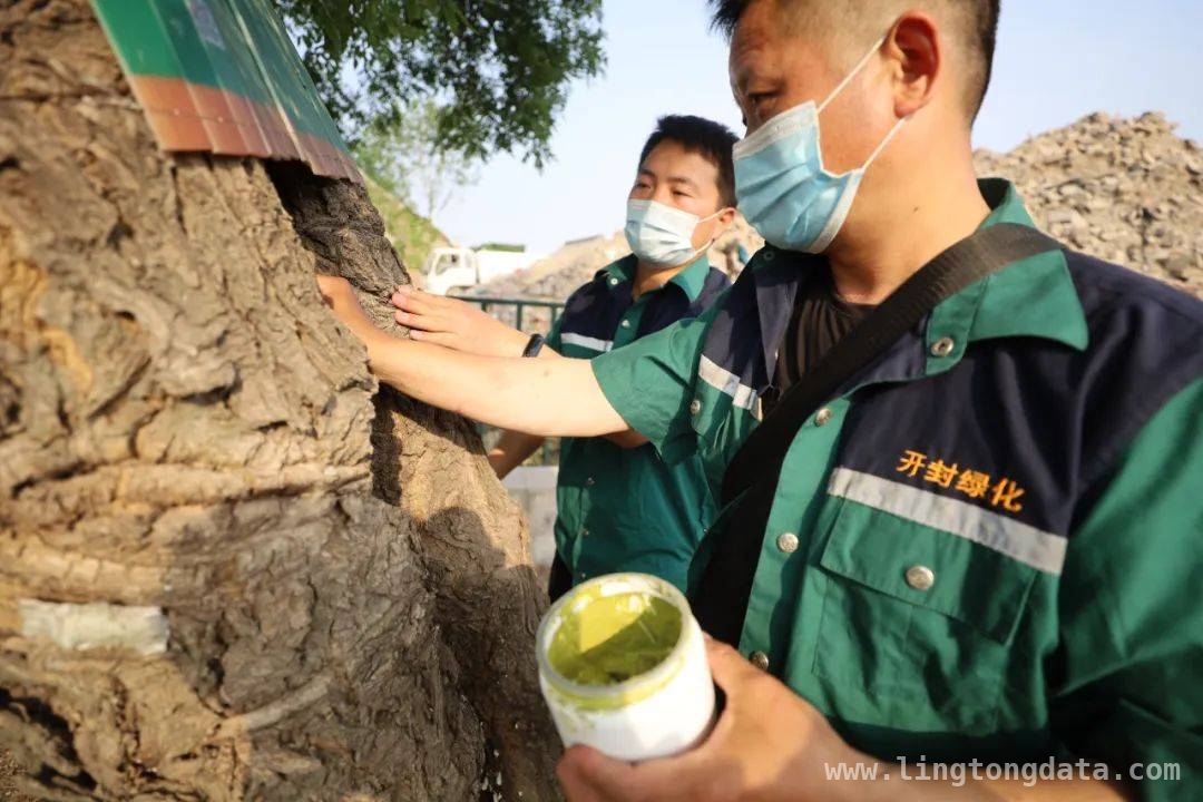 跨越百年，开封全力守护古树名木的历史与文化