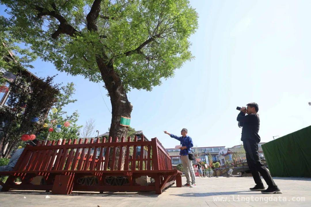 跨越百年，开封全力守护古树名木的历史与文化