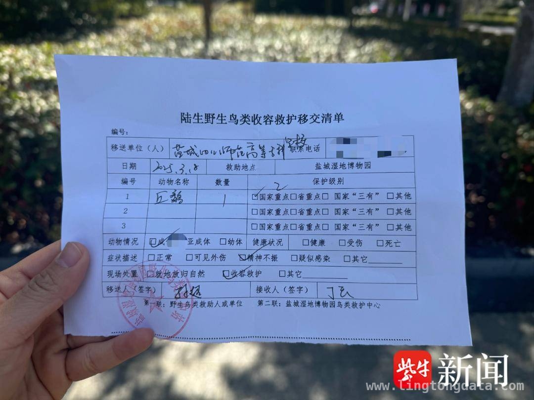 丘鹬撞窗受伤，学生齐心救助迎新生，盐城学院救助丘鹬，为候鸟迁徙助力