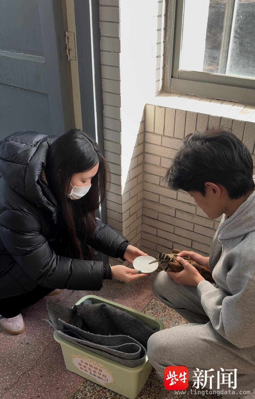 丘鹬撞窗受伤，学生齐心救助迎新生，盐城学院救助丘鹬，为候鸟迁徙助力
