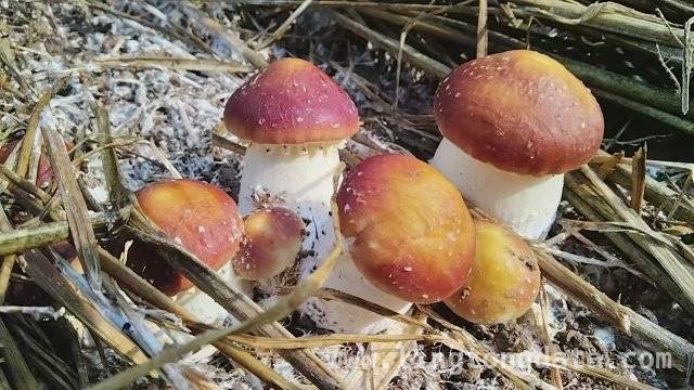 通海赤松茸盛产期来临，绿色种植助力农业新发展，赤松茸在通海丰收，为乡村经济注入鲜活力量