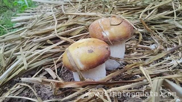 通海赤松茸盛产期来临，绿色种植助力农业新发展，赤松茸在通海丰收，为乡村经济注入鲜活力量