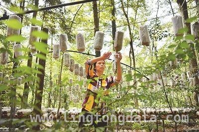 林下掘金：多地特色产业助力乡村振兴，林下经济：各地探索生态与经济双赢之路