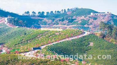 林下掘金：多地特色产业助力乡村振兴，林下经济：各地探索生态与经济双赢之路