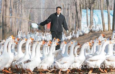 林下掘金：多地特色产业助力乡村振兴，林下经济：各地探索生态与经济双赢之路