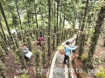 林下掘金：多地特色产业助力乡村振兴，林下经济：各地探索生态与经济双赢之路