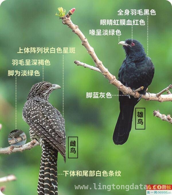噪鹃啼叫成困扰，深圳各方看法不一，深圳市民被噪鹃啼叫扰眠，部门回应引关注