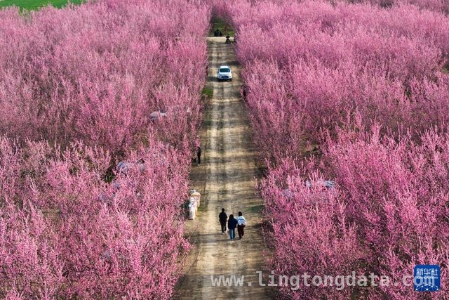 春日打卡地！西安鄠邑丁村梅花园游人如织