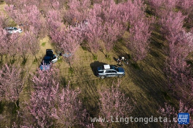 春日打卡地！西安鄠邑丁村梅花园游人如织