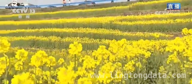 浙江萧山与江西萍乡：春日花海的别样魅力，解锁春日经济，共赴花的盛宴