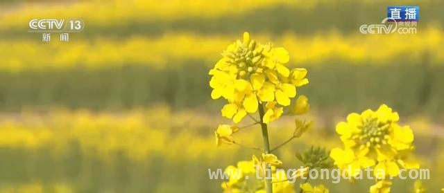 浙江萧山与江西萍乡：春日花海的别样魅力，解锁春日经济，共赴花的盛宴