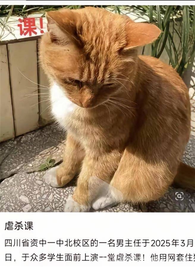 四川资中一中杀猫事件：真相待揭！