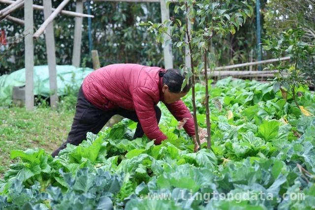 儿菜登场，开启春日美食新体验，春日尝鲜，儿菜吃法大揭秘