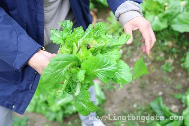 儿菜登场，开启春日美食新体验，春日尝鲜，儿菜吃法大揭秘