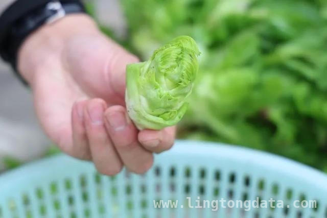 儿菜登场，开启春日美食新体验，春日尝鲜，儿菜吃法大揭秘