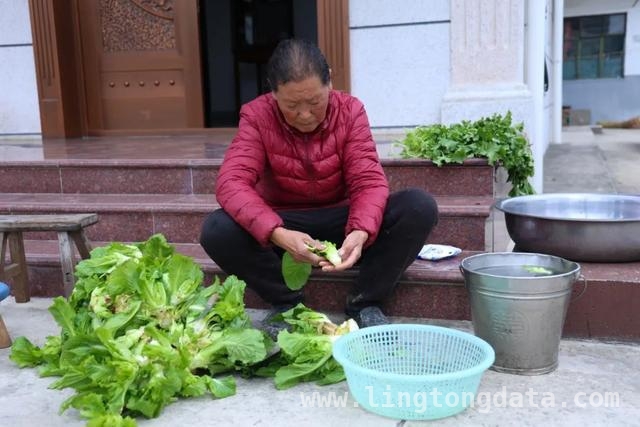 儿菜登场，开启春日美食新体验，春日尝鲜，儿菜吃法大揭秘