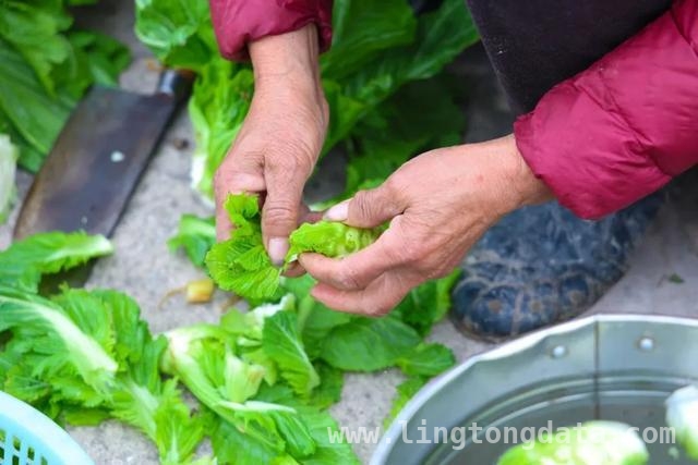 儿菜登场，开启春日美食新体验，春日尝鲜，儿菜吃法大揭秘