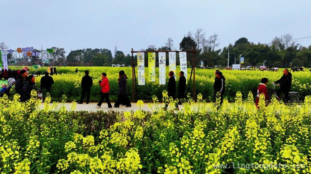 什邡南泉油菜花节启幕，民俗与美景碰撞出春日火花