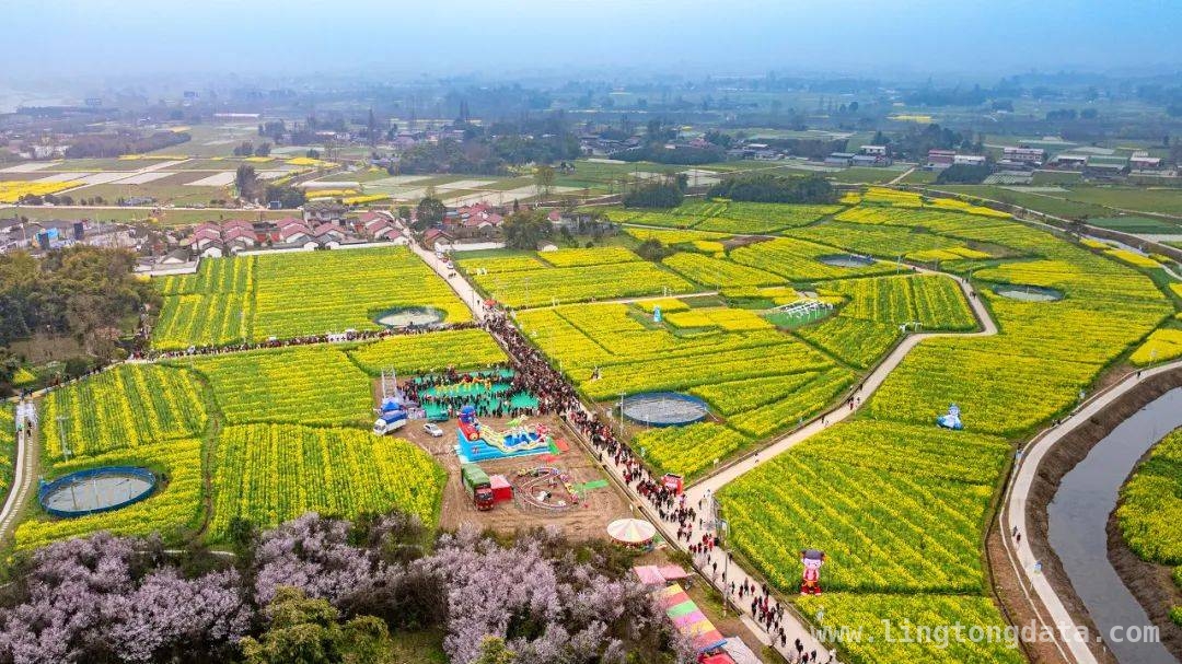 什邡南泉油菜花节启幕，民俗与美景碰撞出春日火花