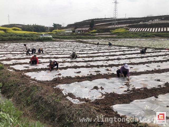 荣县“豆玉豆”：解锁土地增产增收密码，荣县创新“豆玉豆”种植，开启农业新篇