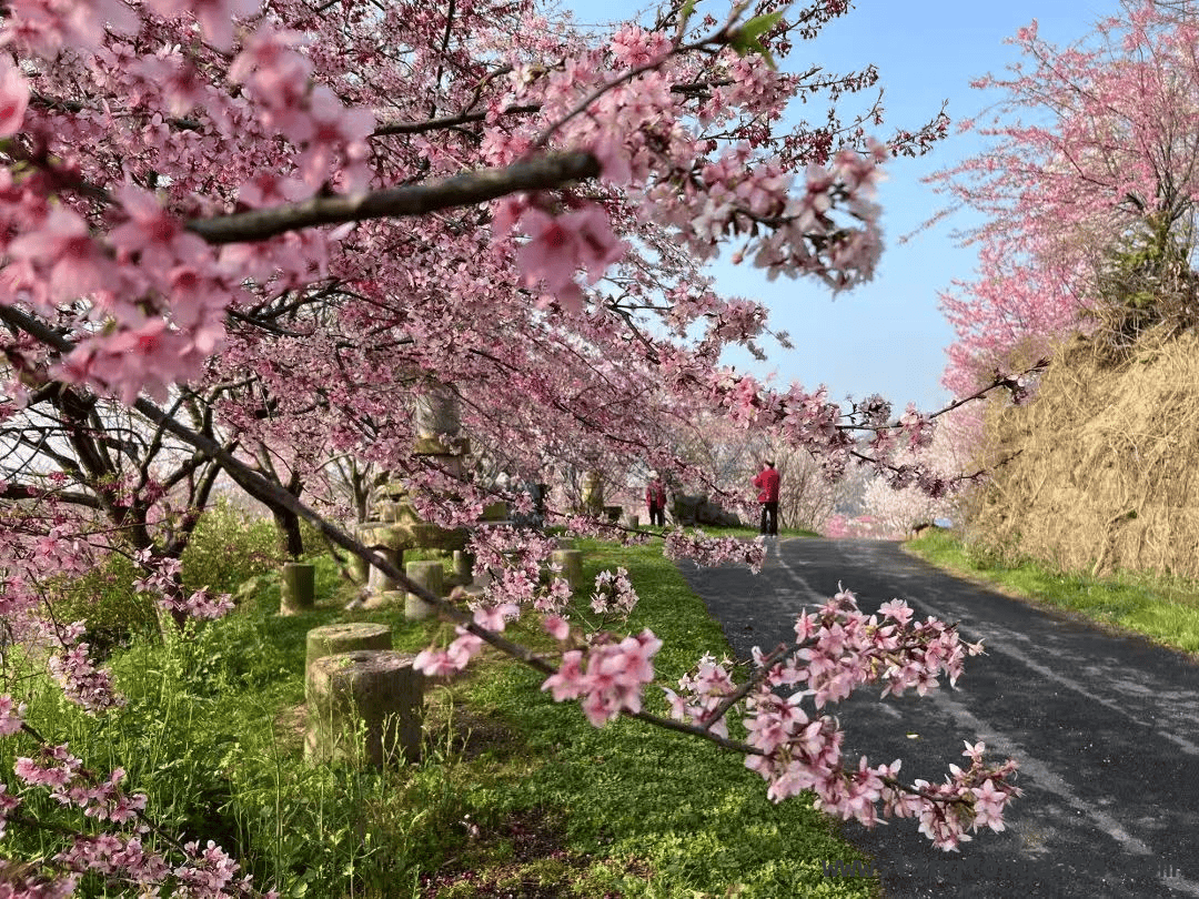 3月25日杭州世预赛，众多景区优惠邀球迷共赴狂欢！，中国男足VS澳大利亚激战在即，杭州文旅优惠大放送！