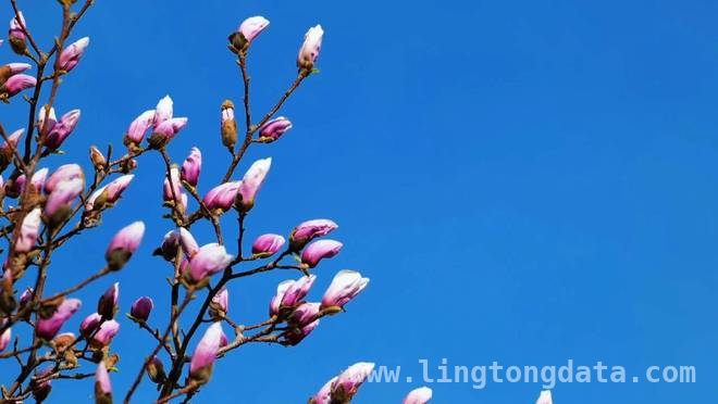 泰安“花花世界”开启，公交赏花攻略请收好，泰安赏花季来袭，这些公交路线带你邂逅花花世界