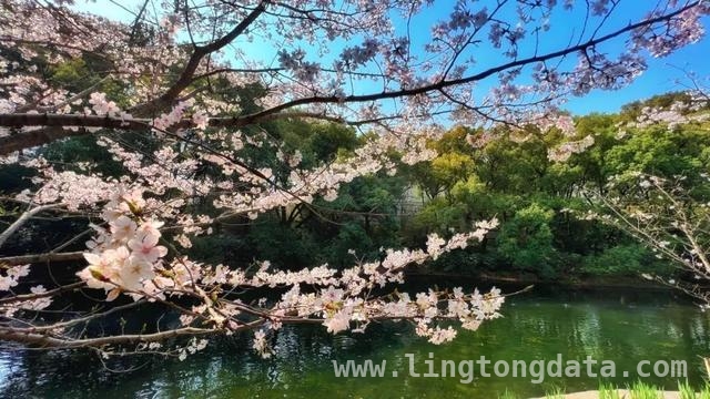 上海花园酒店大揭秘，带你领略春天的慢生活，漫步上海花园酒店，感受春日浪漫与历史韵味