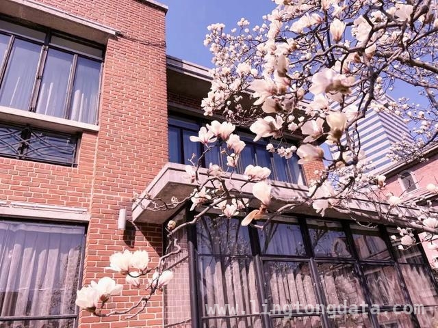 上海花园酒店大揭秘，带你领略春天的慢生活，漫步上海花园酒店，感受春日浪漫与历史韵味