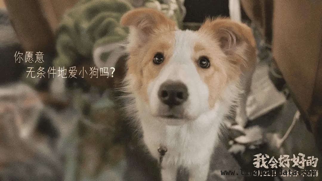 张子枫新片我会好好的定档，人宠情缘治愈你我！ 3月22日，张子枫携我会好好的温暖来袭！