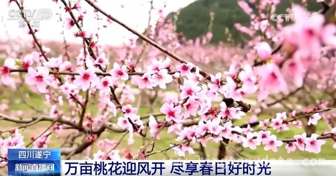邂逅春日花海，遂宁桃花、南昌油菜、广东荔枝花等你来赏