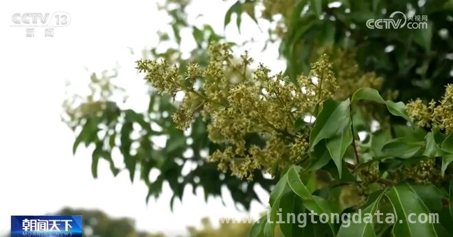 邂逅春日花海，遂宁桃花、南昌油菜、广东荔枝花等你来赏