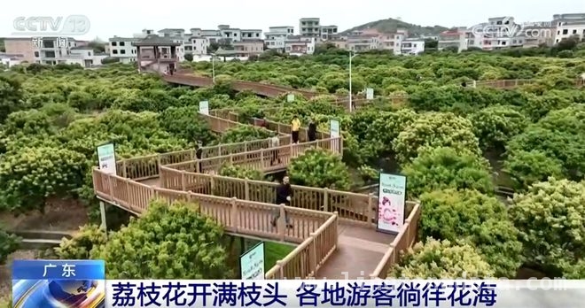 邂逅春日花海，遂宁桃花、南昌油菜、广东荔枝花等你来赏