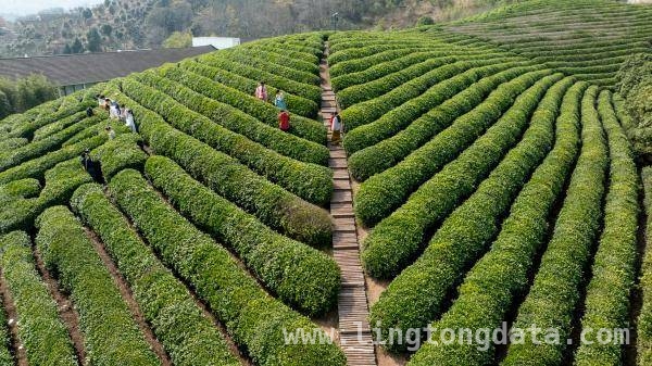 春日茶饮狂欢：龙井奶茶与国潮文化的碰撞，春茶入奶茶，文创助力茶饮市场新热潮
