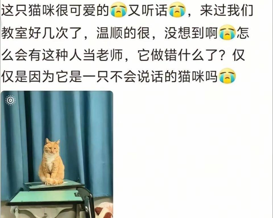 惊！资中一中老师公开残忍杀猫，背后隐情几何？