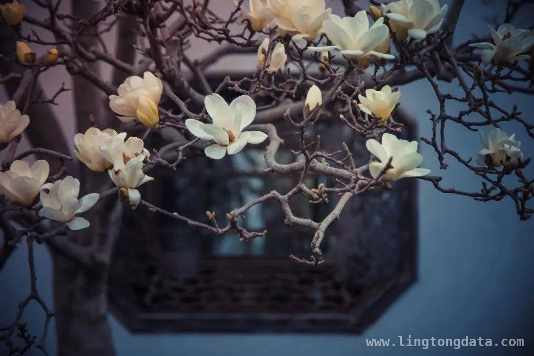5. 赏玉兰花，品中式美学：全国文物古迹打卡攻略