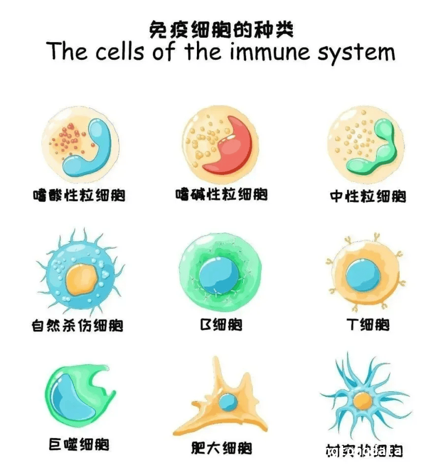 告别传统养生，快速提升免疫力有新招，亚健康人群福音：迅速提升免疫力的方法