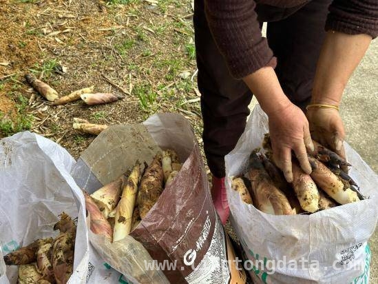 三月皖南，雷竹笋带村民奔向富裕路，俞村郭秀英：雷竹笋种出美好新生活