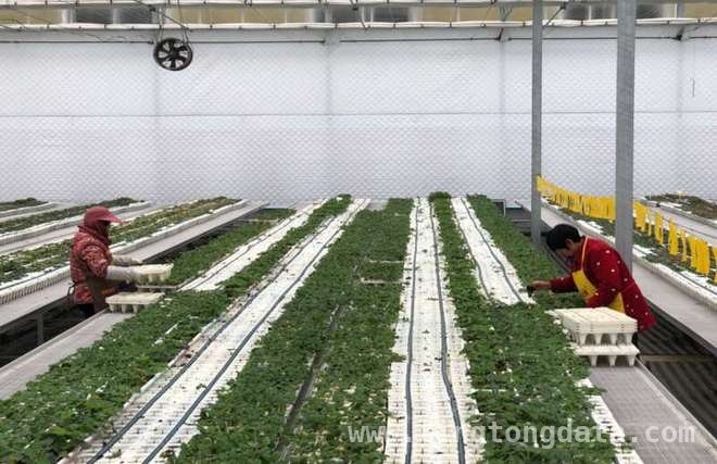 上海交大科研团队草莓育苗新技术，或撬动数十亿产业