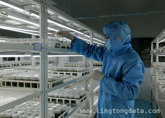 上海交大科研团队草莓育苗新技术，或撬动数十亿产业