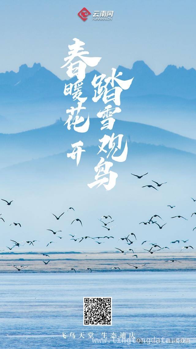 迪庆：一幅飞鸟与自然共舞的生态画卷，生态迪庆：珍稀鸟类的隐秘家园