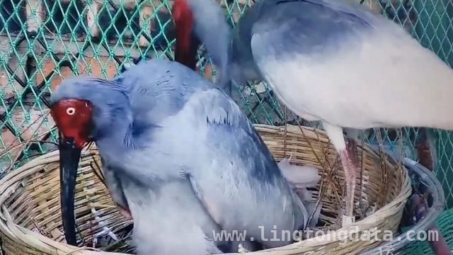 “东方宝石”在榆林横山成功产卵，种群壮大可期