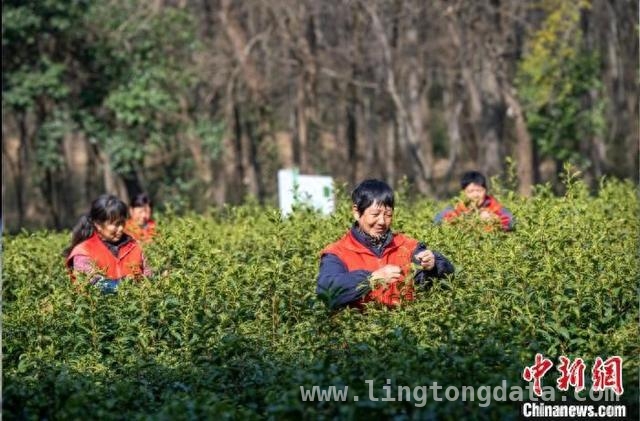 春分时节，长三角“春色经济”暖意袭人