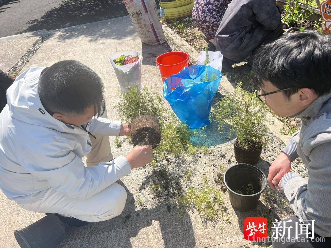 董浜镇永安村开展共享小花园种植活动，共筑绿色和谐社区