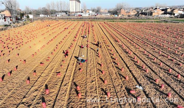会盟镇地黄丰收，“药旅融合”未来可期！，地黄产业旺，会盟镇村民“钱袋子”鼓起来！